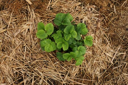 Food plant spring