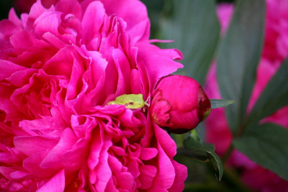 Flower nature