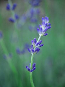 Lavender natural flowers