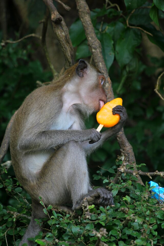 Thailand monkey licking an ice-lolly