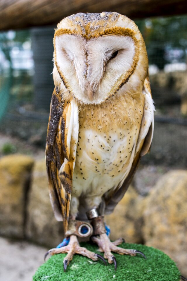 Ave peak feathers