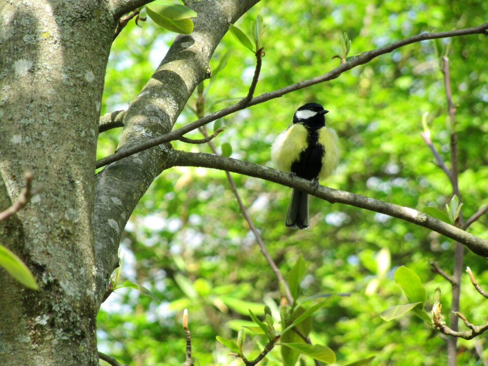 Bird plant nature