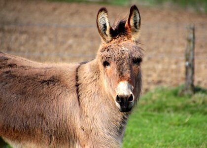 Animal stand brown photo