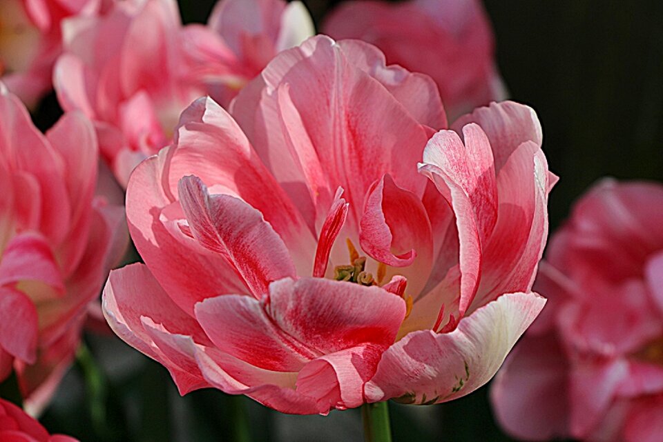 Blossom bloom flower