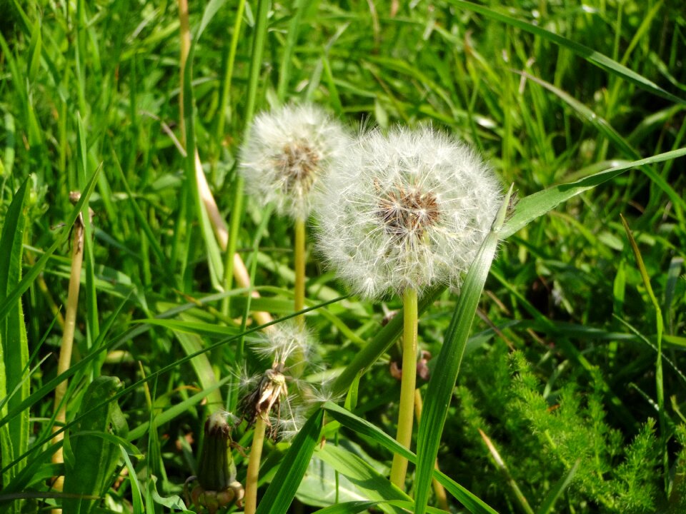 Nature dandelion wild flower