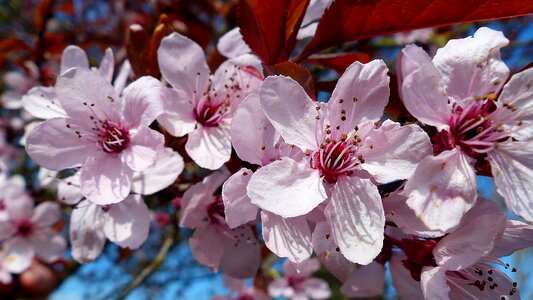 Cherry blossom spring pink