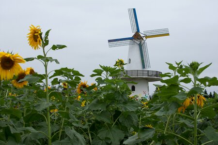 Sunflower cloudy day flower