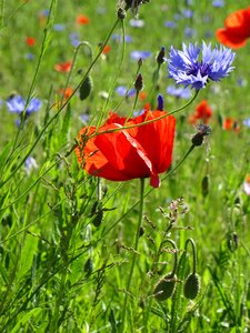 Poppy blueberry country