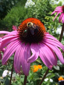 Pink bee photo