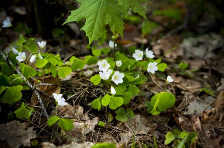 Green spring plants
