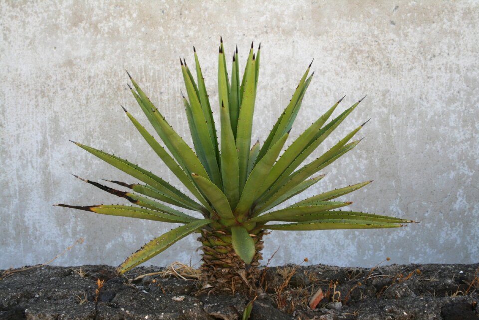 Stromboli plant wall