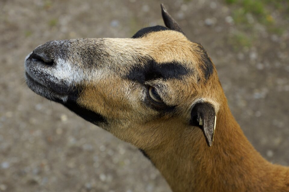 Ruminant zoo close up