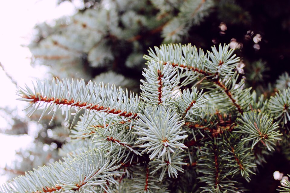 Branch nature forest