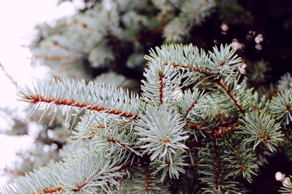 Branch nature forest photo