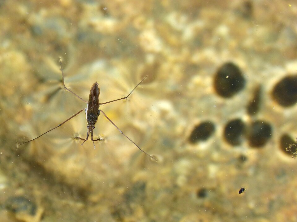 Guerrido walk on water pond