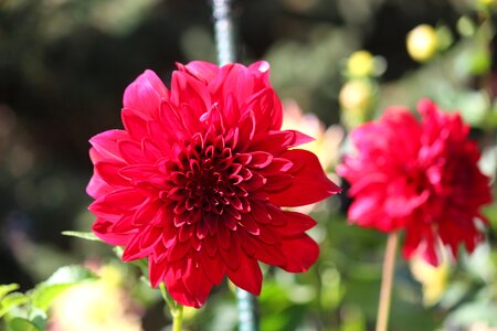 Floral red photo