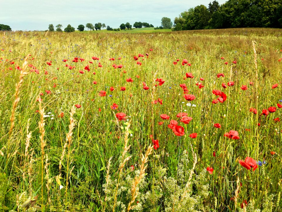 Poppies poppy cornflowers photo