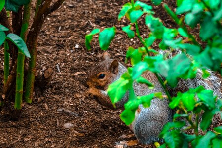 Fur chipmunk brown