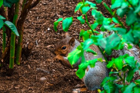 Fur chipmunk brown photo