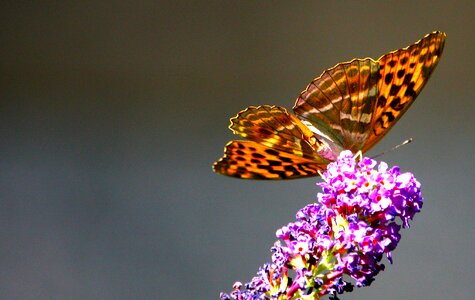 Summer flower photo