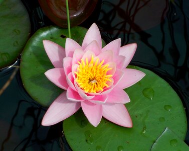 Fairy rose pink aquatic plant