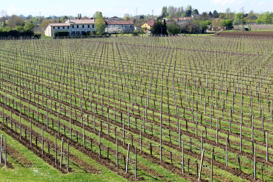 Grapes vintage agriculture