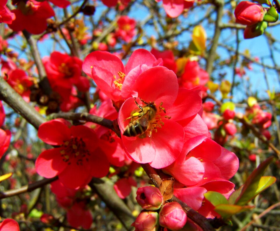 Flowering quince japan pink spring flowers shrub