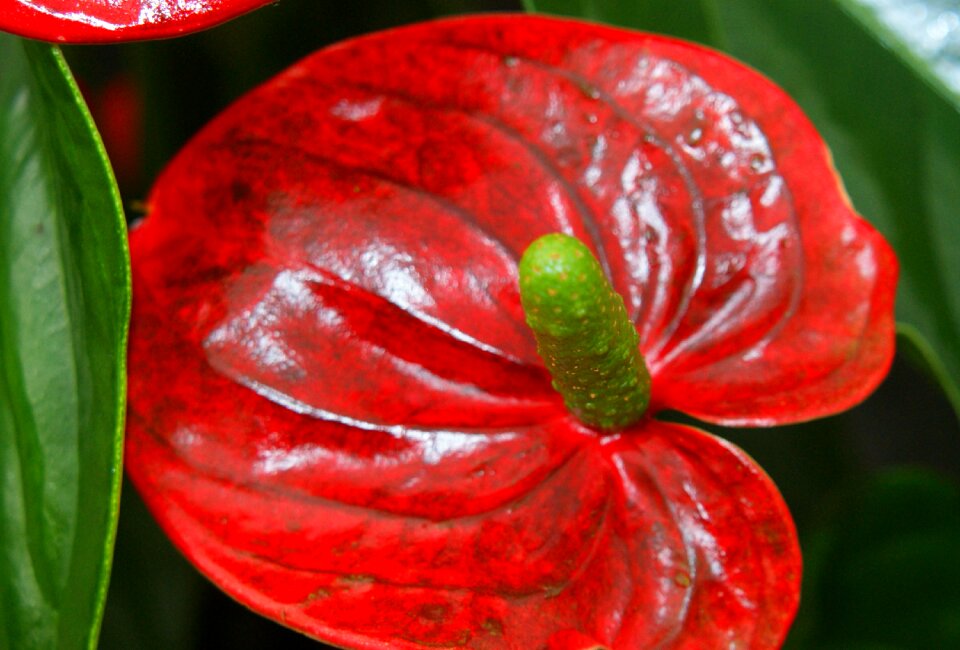 Flower flask shiny plant