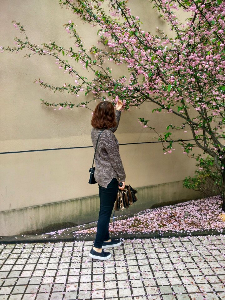 Spricg cherry blossom chery blossom