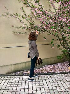 Spricg cherry blossom chery blossom