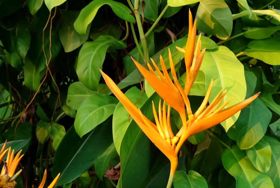 Heliconia psittacorum spathocircinata heliconiaceae