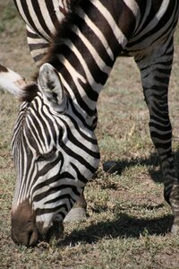 Zebra tanzania africa