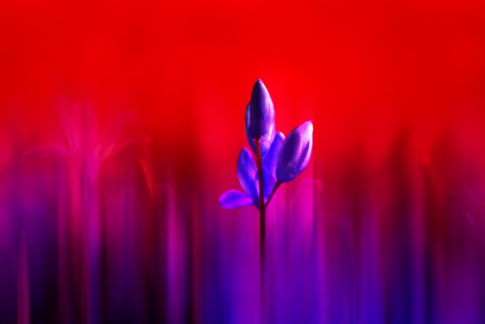 Out of focus garden red