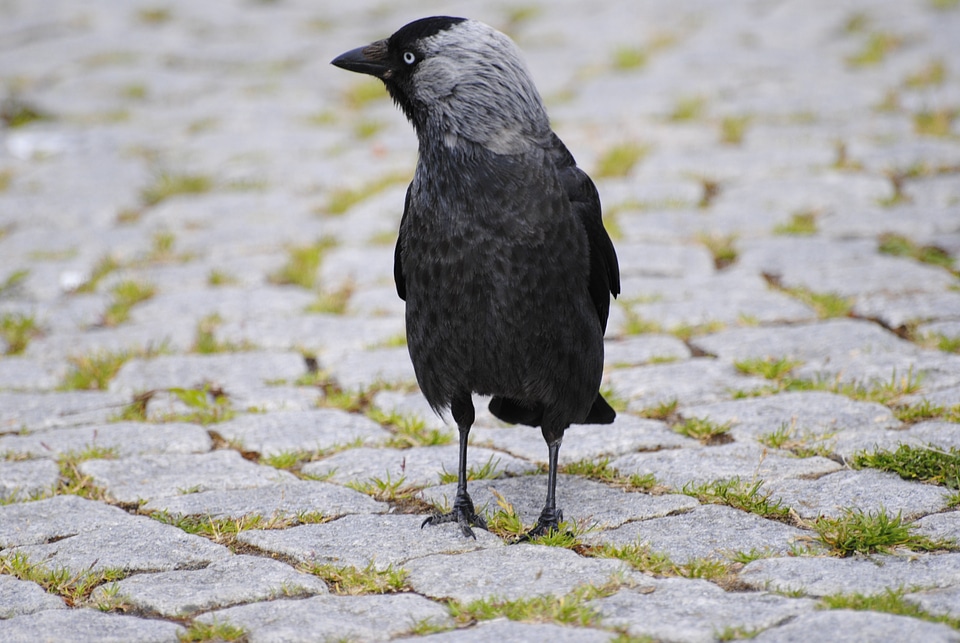 Crow bird setts