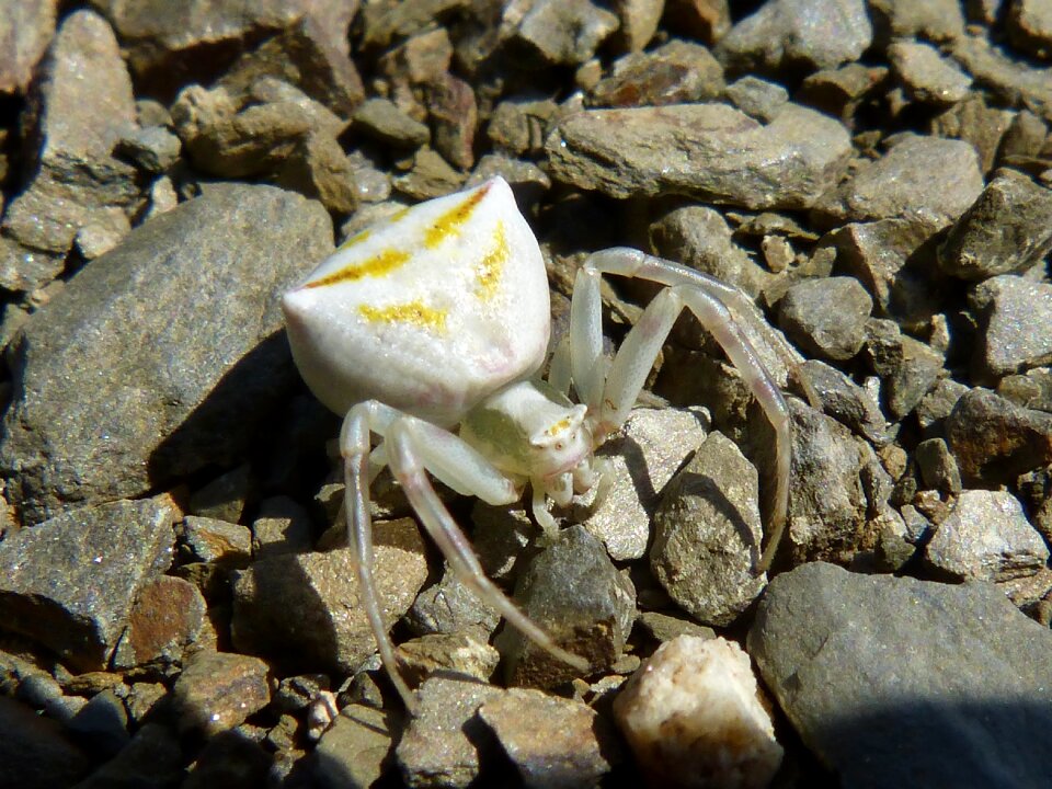 Spider crab arachnid priorat