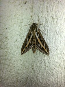 Nature wing