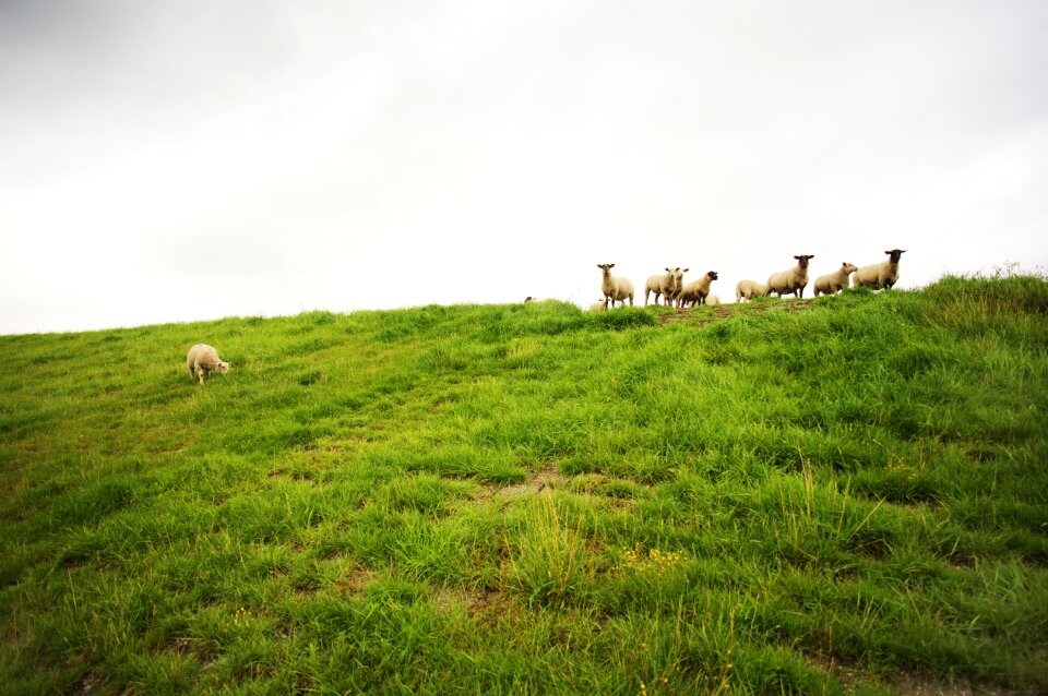 Livestock rush grass