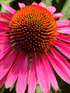 Echinacea botanical