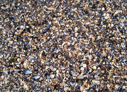 Baltic sea shellfish mussels mussel shells