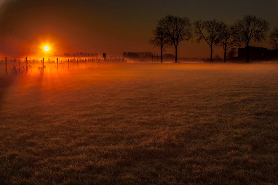 Sentence meadow trees