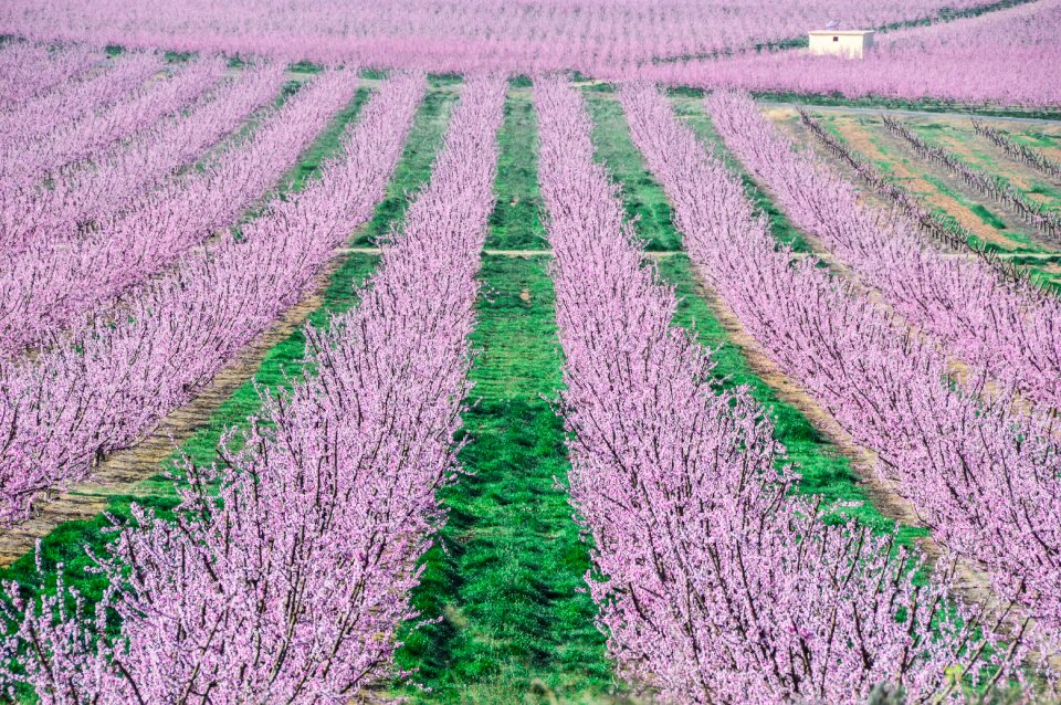 Fruit trees color pink background