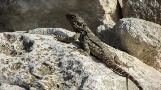 Reptile fauna animal