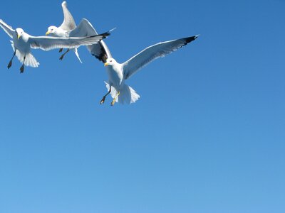 Flight nature freedom photo