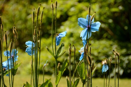 Spring plant nature