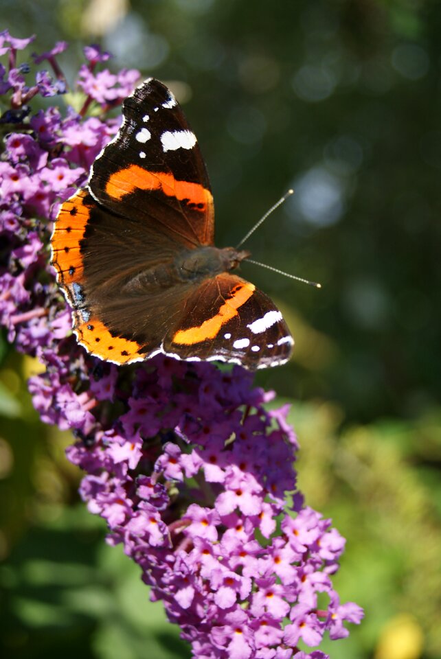 Summer lilac nature buddleja davidii photo