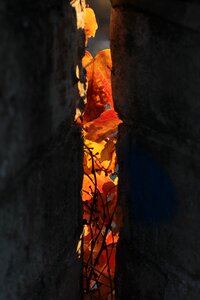 Shadows lights autumn leaves