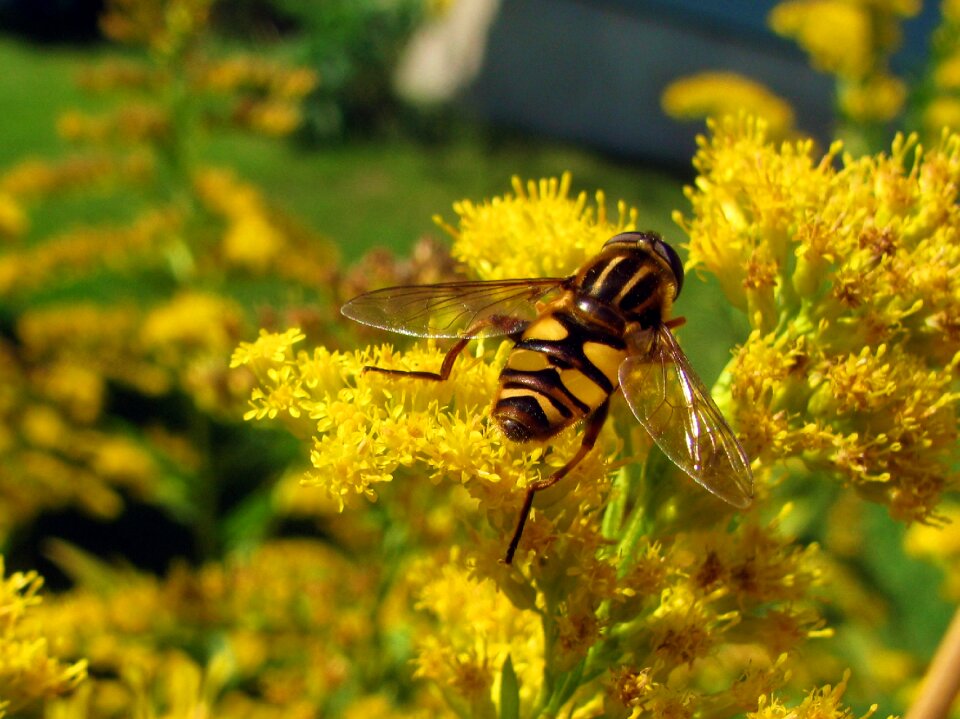 Yellow wings wildlife