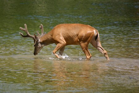 Wildlife antlers