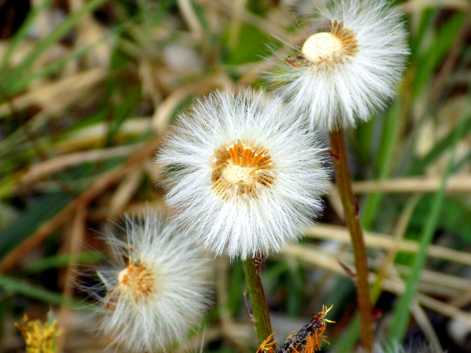 Pointed flower plant close up