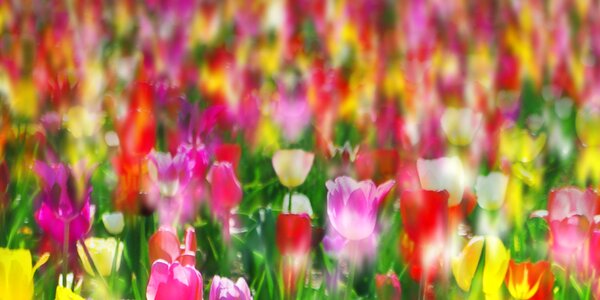 Spring nature blossom